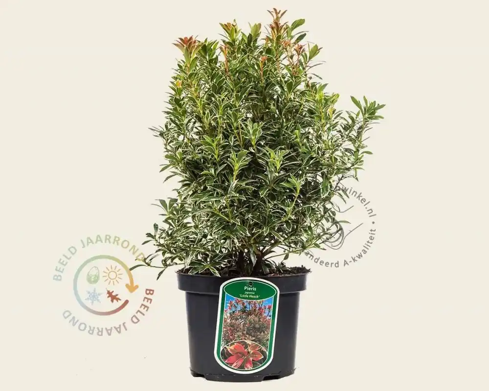 Rechtstreeks uit de fabriek | Pieris japonica ‘Little Heath‘