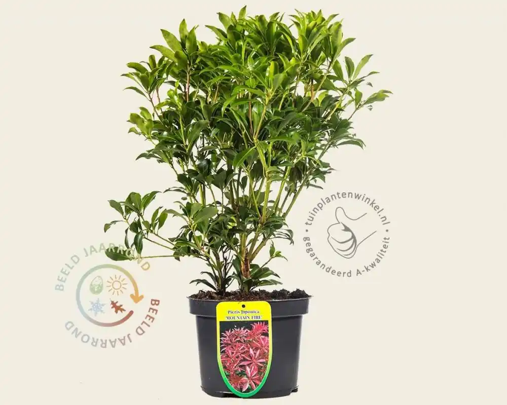 Net gelanceerd - Pieris japonica ‘Mountain Fire‘
