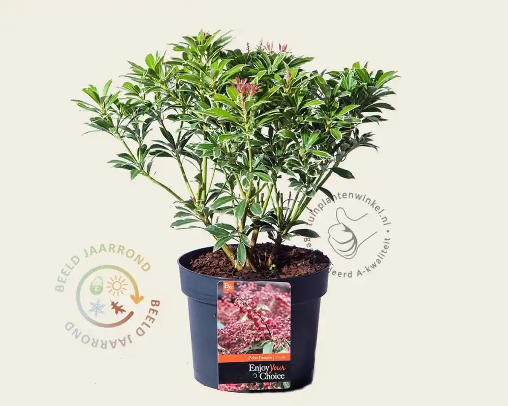 Pieris japonica ‘Polar Passion‘ | Beste prijs