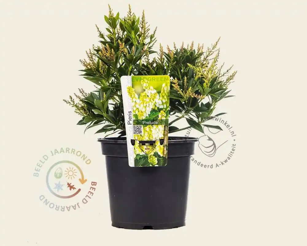 Pieris japonica ‘Prelude‘ | Populair bij klanten
