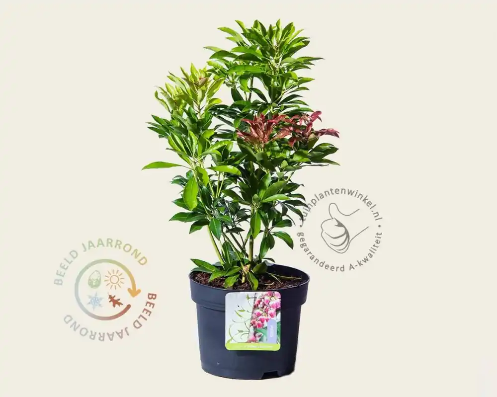 Vanaf nu beschikbaar - Pieris japonica ‘Valley Valentine‘