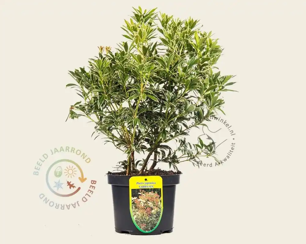 Nieuw in het assortiment | Pieris japonica ‘Variegata‘