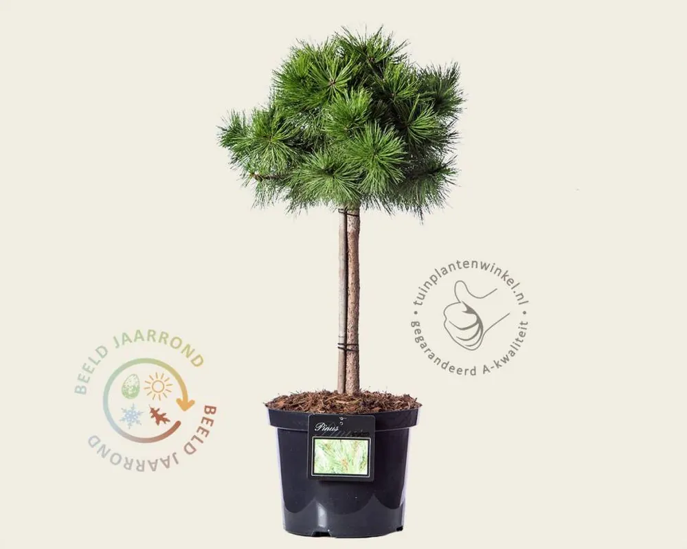 Nieuw binnen - Pinus densiflora ‘Jane Kluis‘ - 40 cm stam