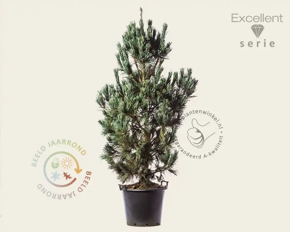 Pinus flexilis ‘Vanderwolf‘s Pyramid‘ 150/175 - Excellent - Nieuw gelanceerd