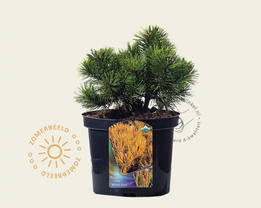 Extra korting | Pinus mugo ‘Winter Gold‘