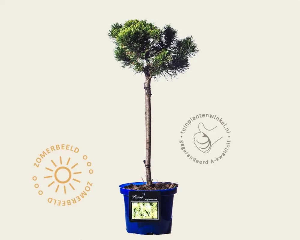 Dagdeal | Pinus mugo ‘Winter Gold‘ - 40 cm stam