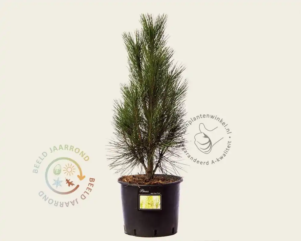 Topkwaliteit | Pinus nigra ‘Green Tower‘