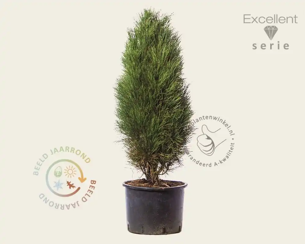 Direct leverbaar | Pinus nigra ‘Green Tower‘ 100/125 - Excellent