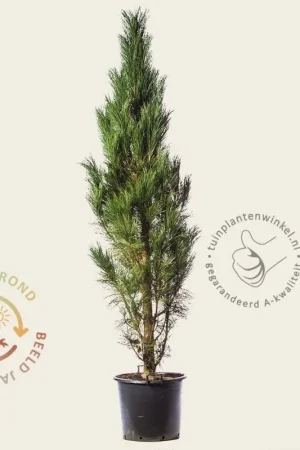 Zolang de voorraad strekt - Pinus nigra ‘Molette‘ 200/250 - Excellent