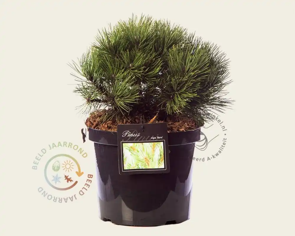 Direct beschikbaar - Pinus nigra ‘Nana‘