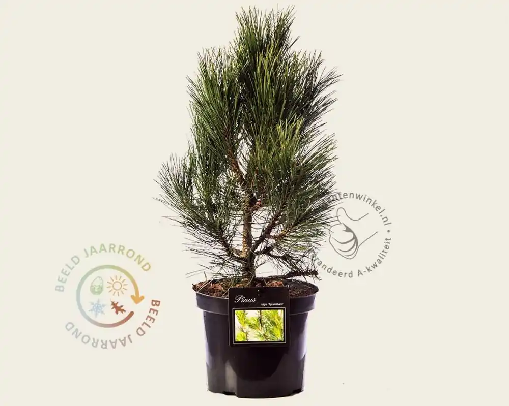 Pinus nigra ‘Pyramidalis‘ | Opruiming