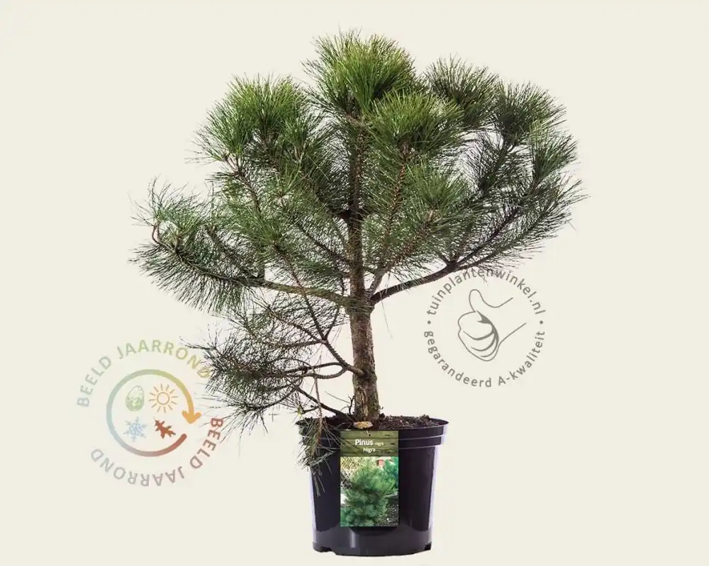 Pinus nigra subsp. nigra - Laatste kans
