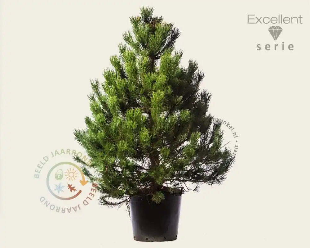 Pinus nigra subsp. nigra 125/150 - Excellent - Populair bij klanten
