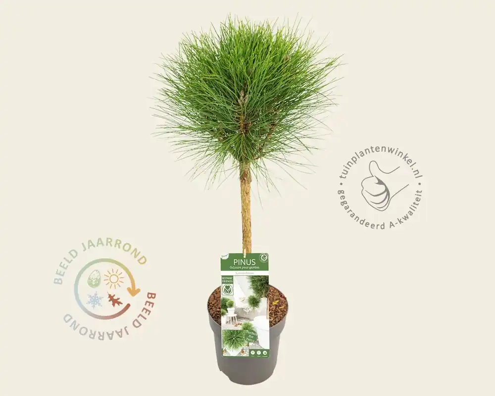 Pinus nigra ‘Summer Breeze‘ - op stam | Dagdeal