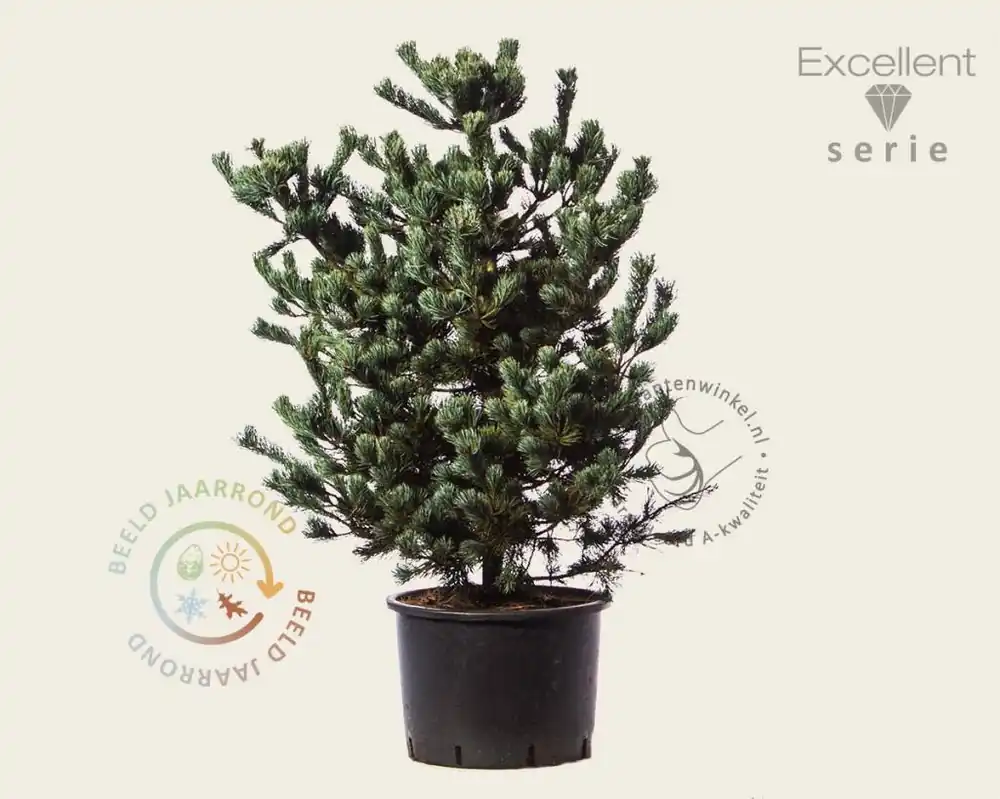Sale - Pinus parviflora ‘Negishi‘ 80/100 - Excellent