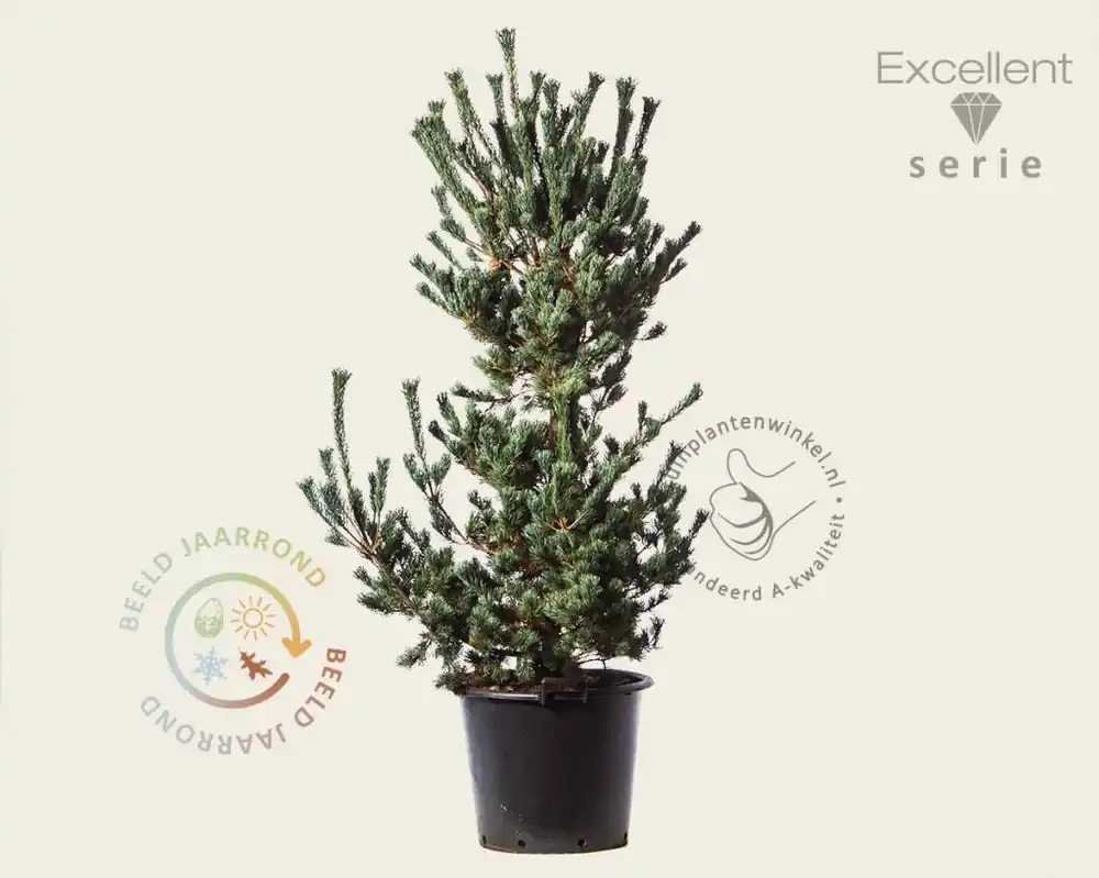 Bestel nu - Pinus parviflora ‘Ryu-ju‘ 125/150 - Excellent