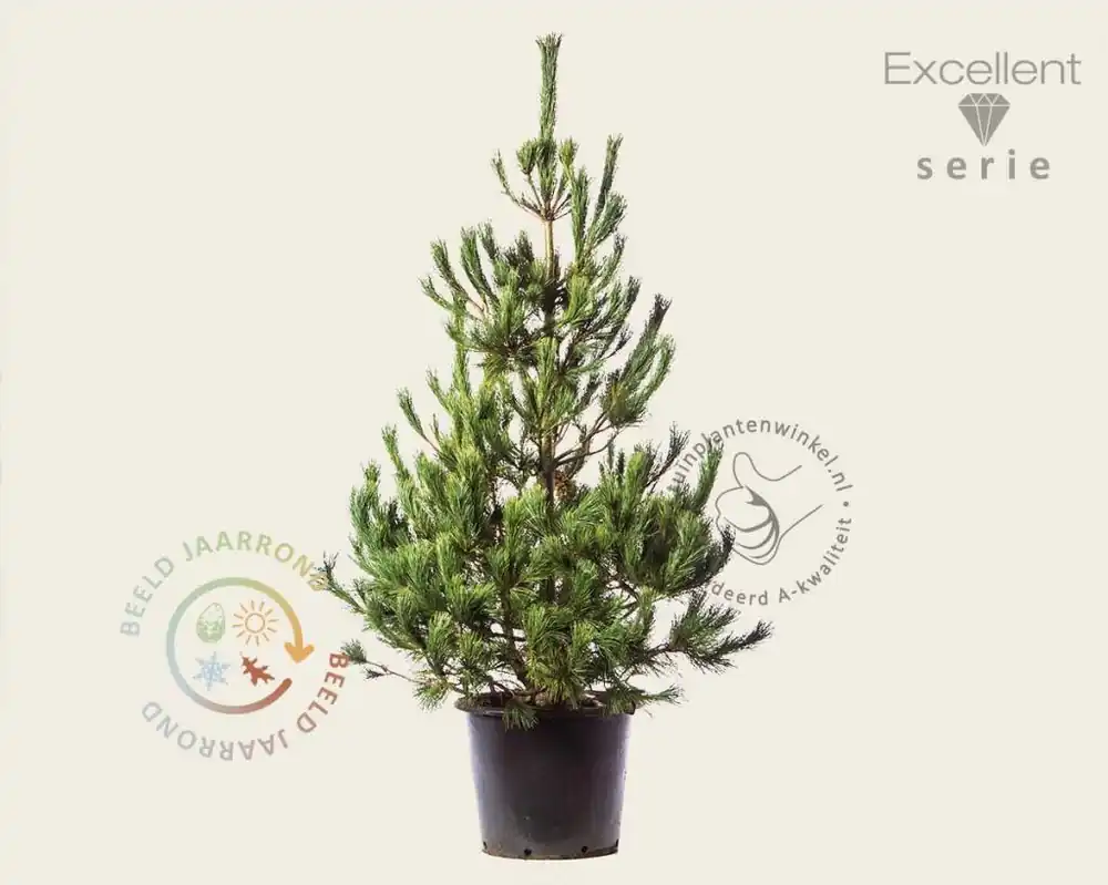 Hoog gewaardeerd - Pinus peuce 125/150 - Excellent