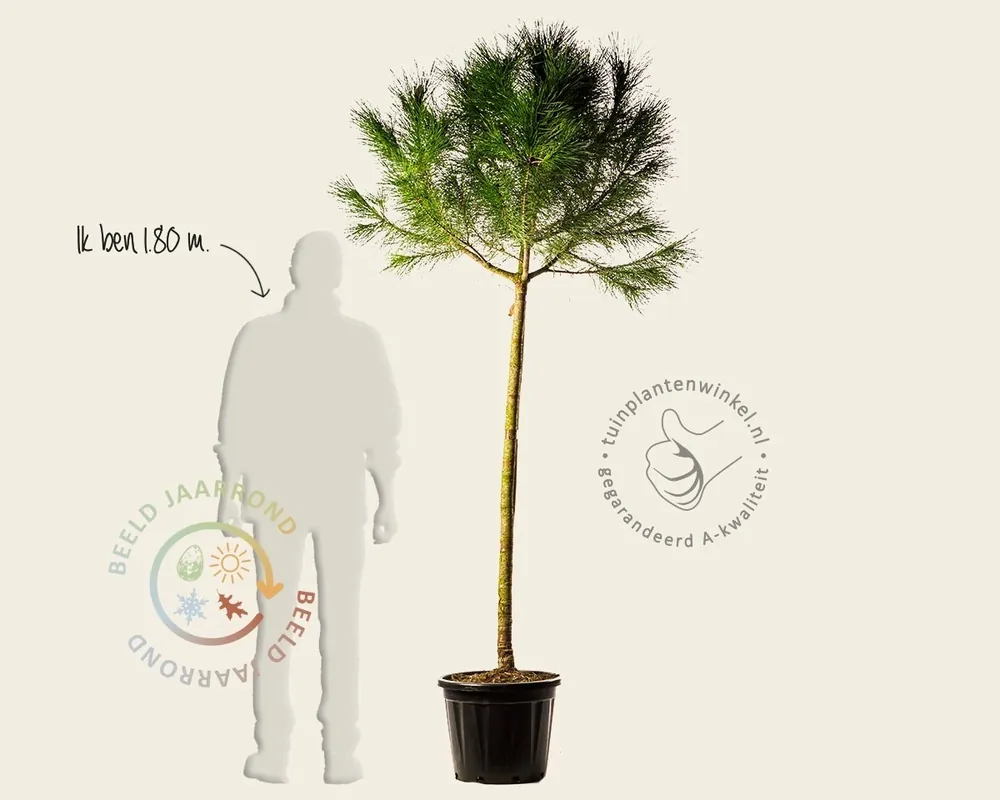 Scherpe prijs | Pinus Pinea - halfstam