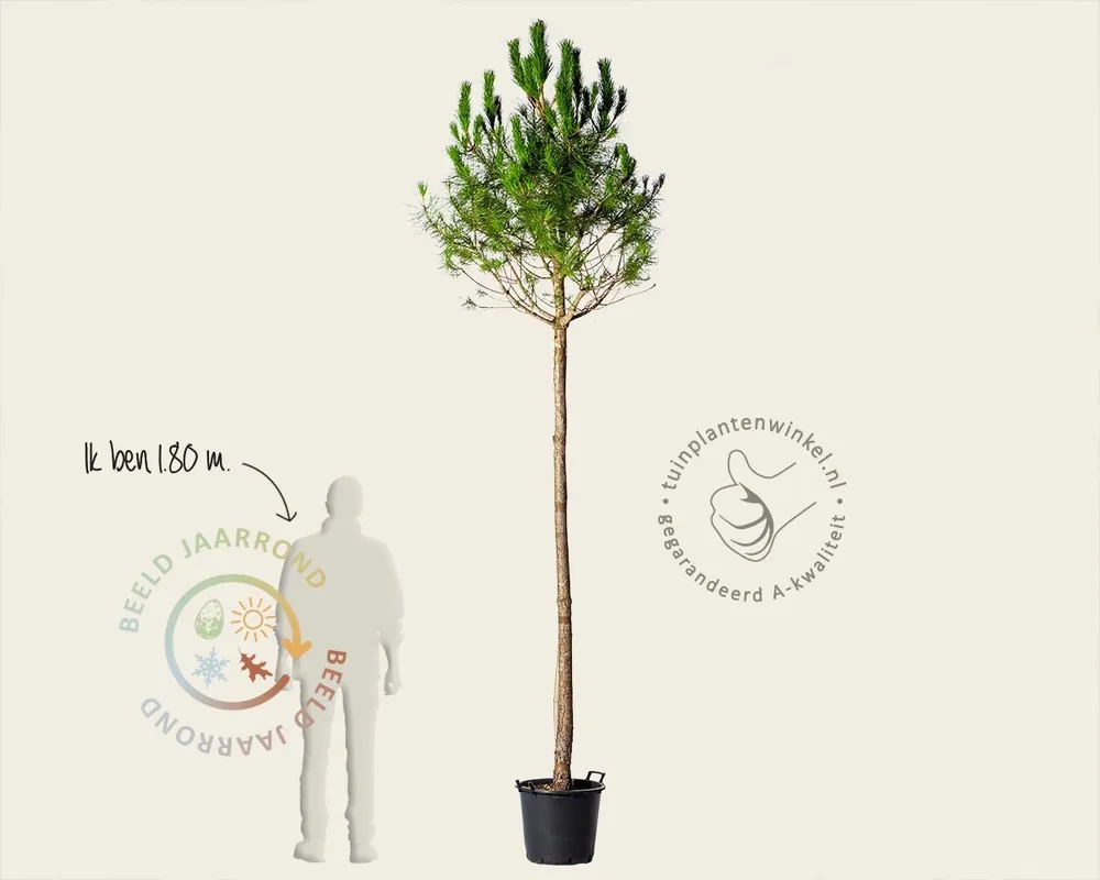Flitsaanbieding | Pinus Pinea - hoogstam