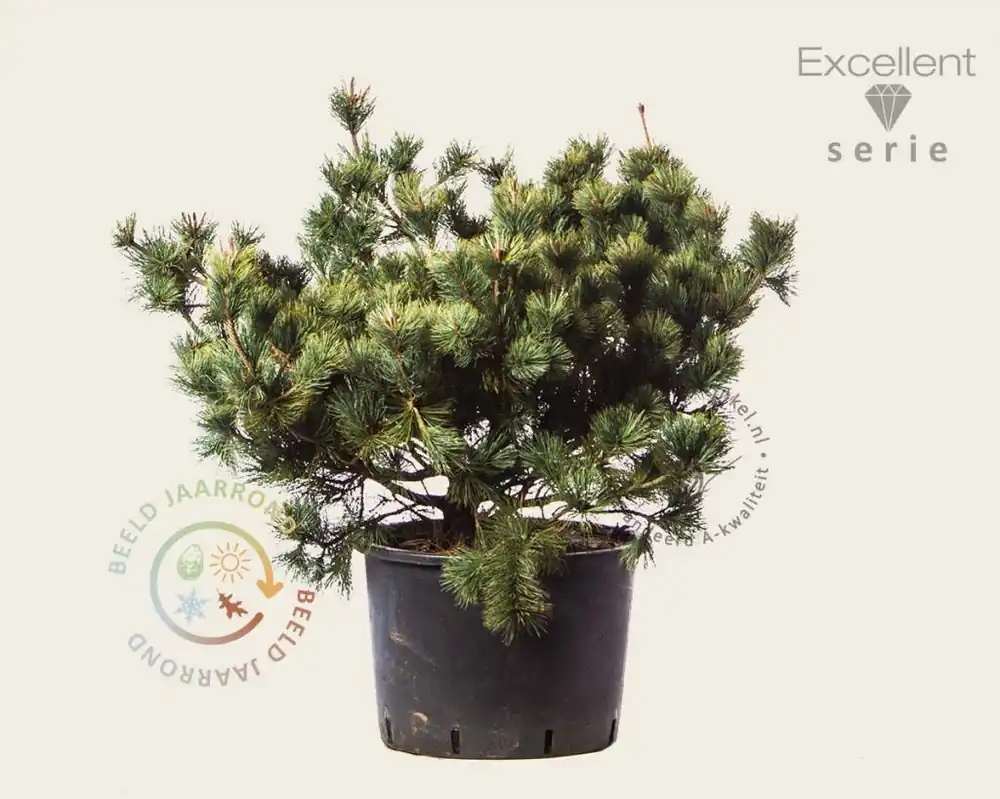 Spoedlevering | Pinus pumila ‘Dwarf Blue‘ 80/100 - Excellent
