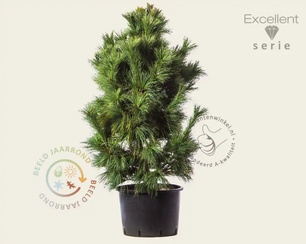 Makkelijk bestellen | Pinus schwerinii ‘Wiethorst‘ 100/125 - Excellent