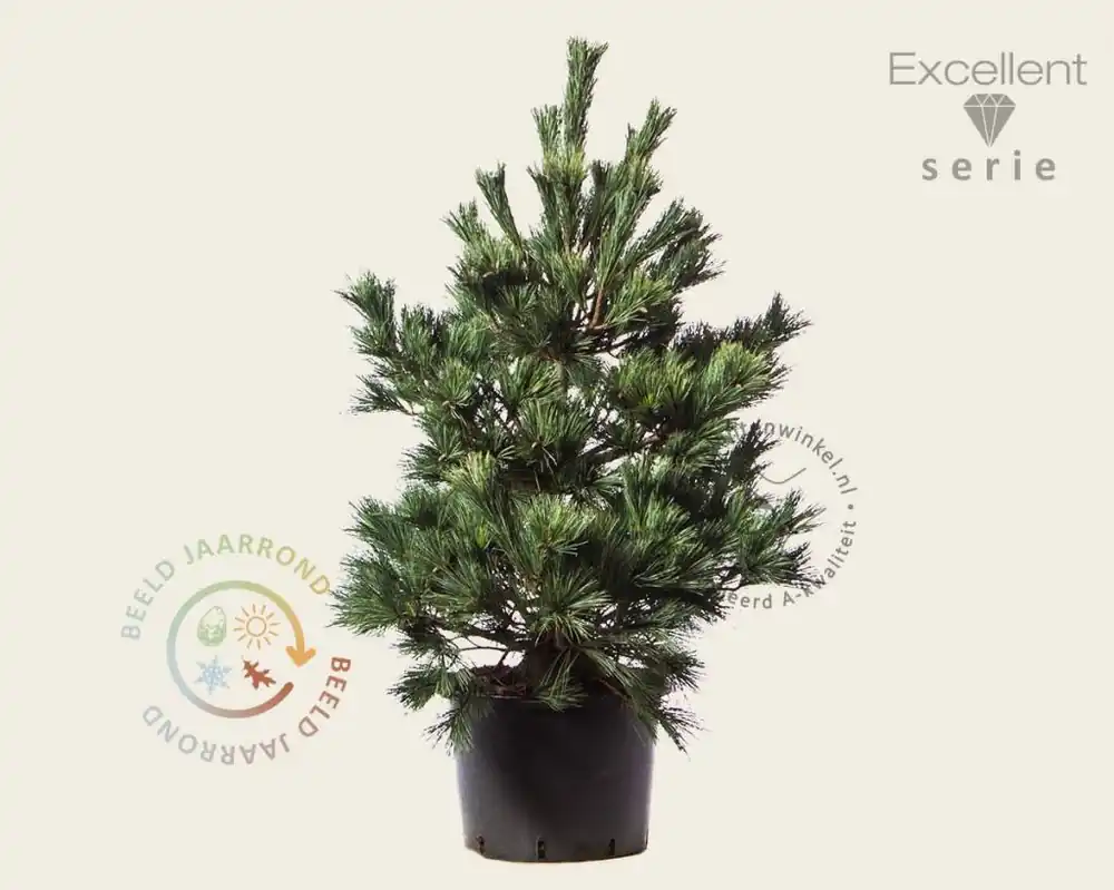 Pinus strobus ‘Macopin‘ - Excellen - Uitverkoop