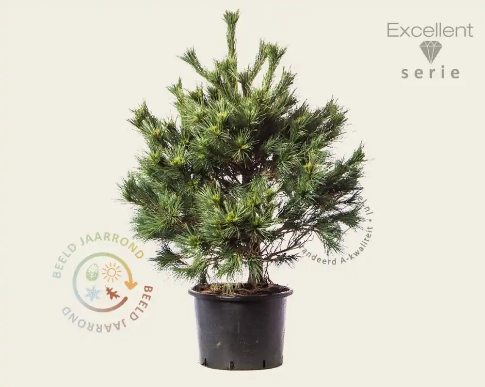 Pinus strobus ‘Radiata‘ 80/100 - Excellent | Nu kopen