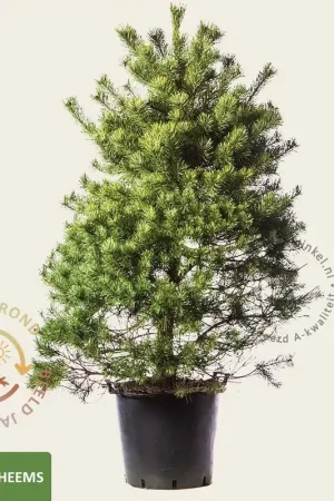 Aanbieding - Pinus sylvestris 125/150 - Excellent