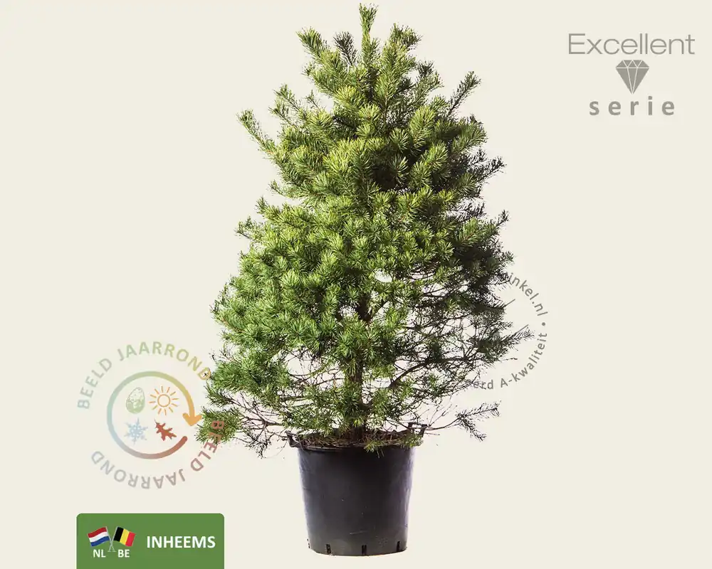 Aanbieding - Pinus sylvestris 125/150 - Excellent
