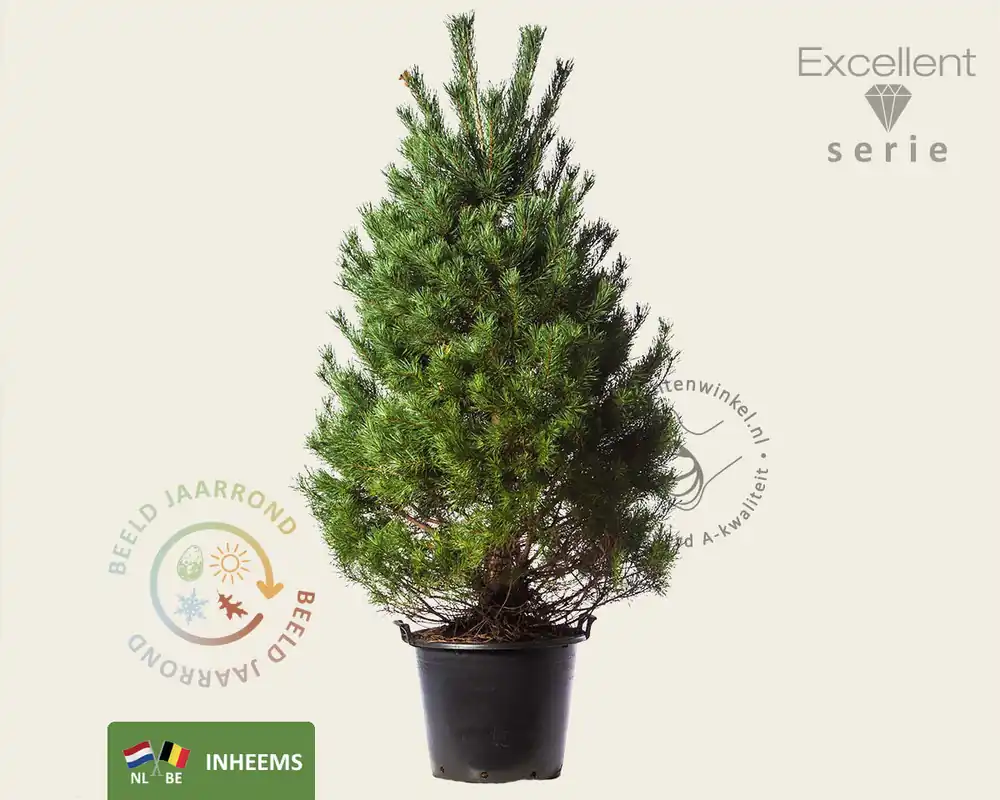 Bestseller - Pinus sylvestris 175/200 - Excellent