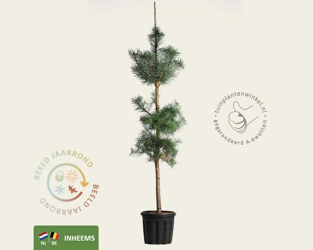 Pinus sylvestris - beveerd | Veel voordeel