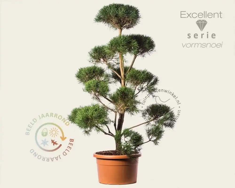 Pinus sylvestris - bonsai - Excellent | Snelle levering