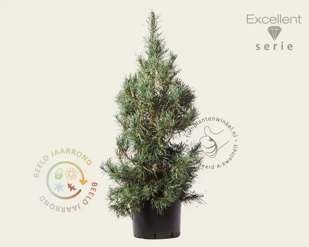 Professionele kwaliteit - Pinus sylvestris ‘Glauca‘ 125/150 - Excellent