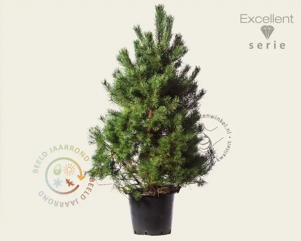 Pinus sylvestris ‘Norska‘ - Excellent - Nu kopen