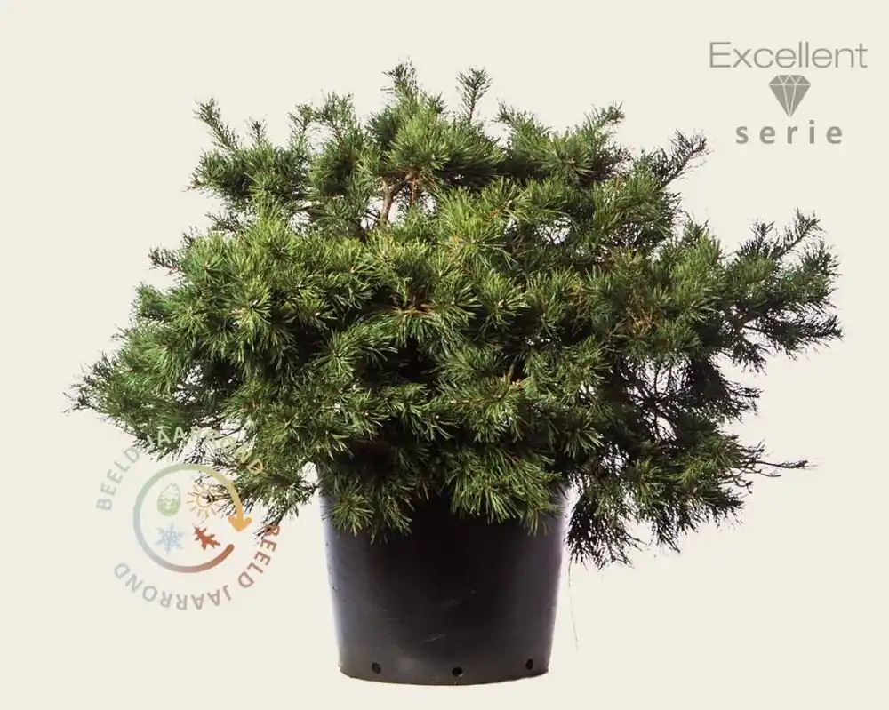 Pinus sylvestris ‘Repens‘ 60/80 - Excellent | Net binnen