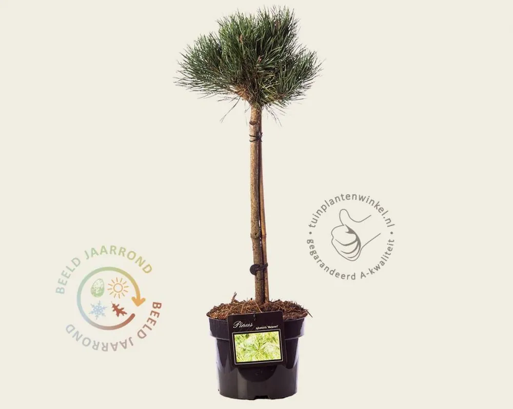 Spoedlevering | Pinus sylvestris ‘Watereri‘ - 40 cm stam