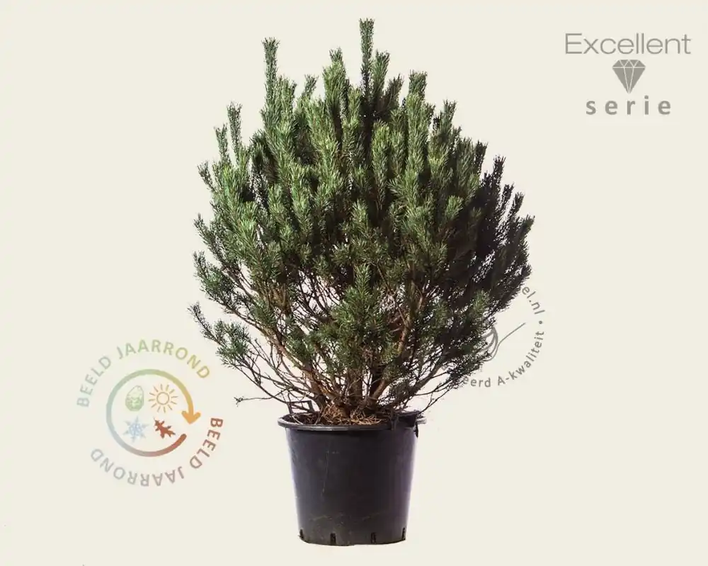 Pinus sylvestris ‘Watereri‘ 80/100 - Excellent - Snelle verzending