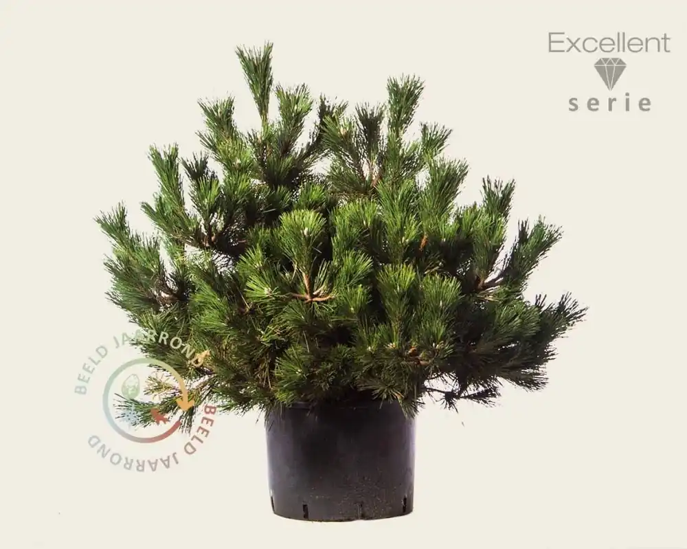 Pinus thunbergii ‘Maijima‘ 80/100 - Excellent | Actieprijs