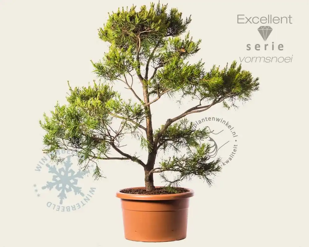 Pinus virginiana ‘Water Gold‘ - bonsai - Excellent | Veel gevraagd