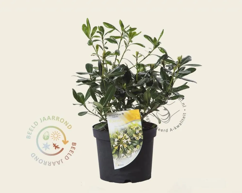 Pittosporum tobira ‘Nanum‘ | Direct beschikbaar