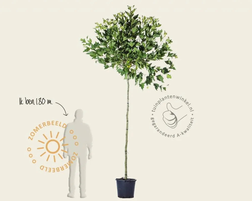 Opruiming - Platanus ‘Alphen‘s Globe‘ - 225 cm stam