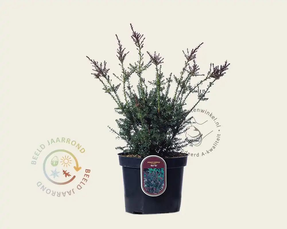 Podocarpus lawrencii ‘Red Tip‘ | Mis het niet