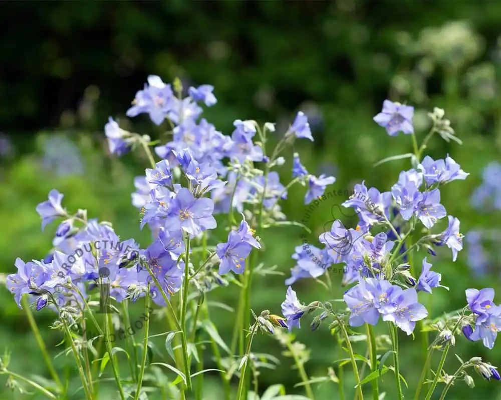 Polemonium reptans ‘Blue Pearl‘ | Nog enkele stuks