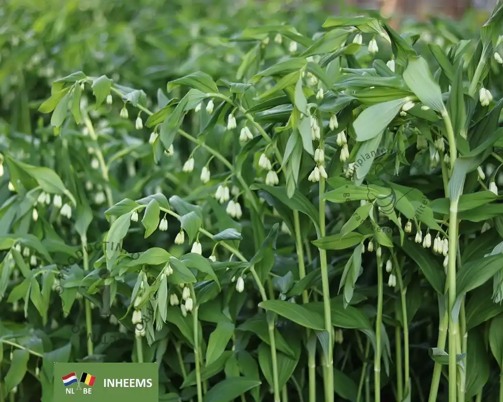 Actie - Polygonatum multiflorum