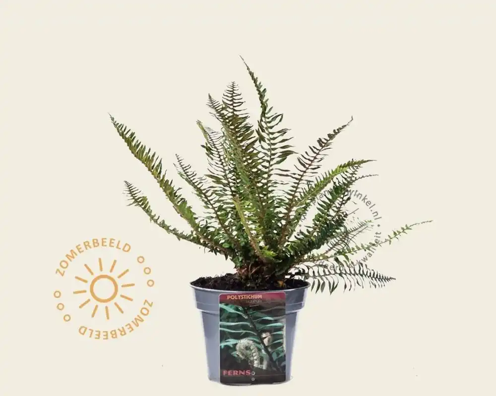 Direct van de fabrikant - Polystichum munitum