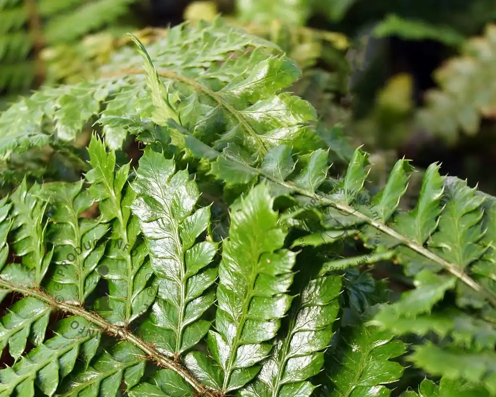 Meest verkocht | Polystichum polyblepharum
