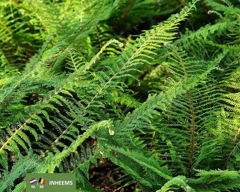 Dagdeal - Polystichum setiferum