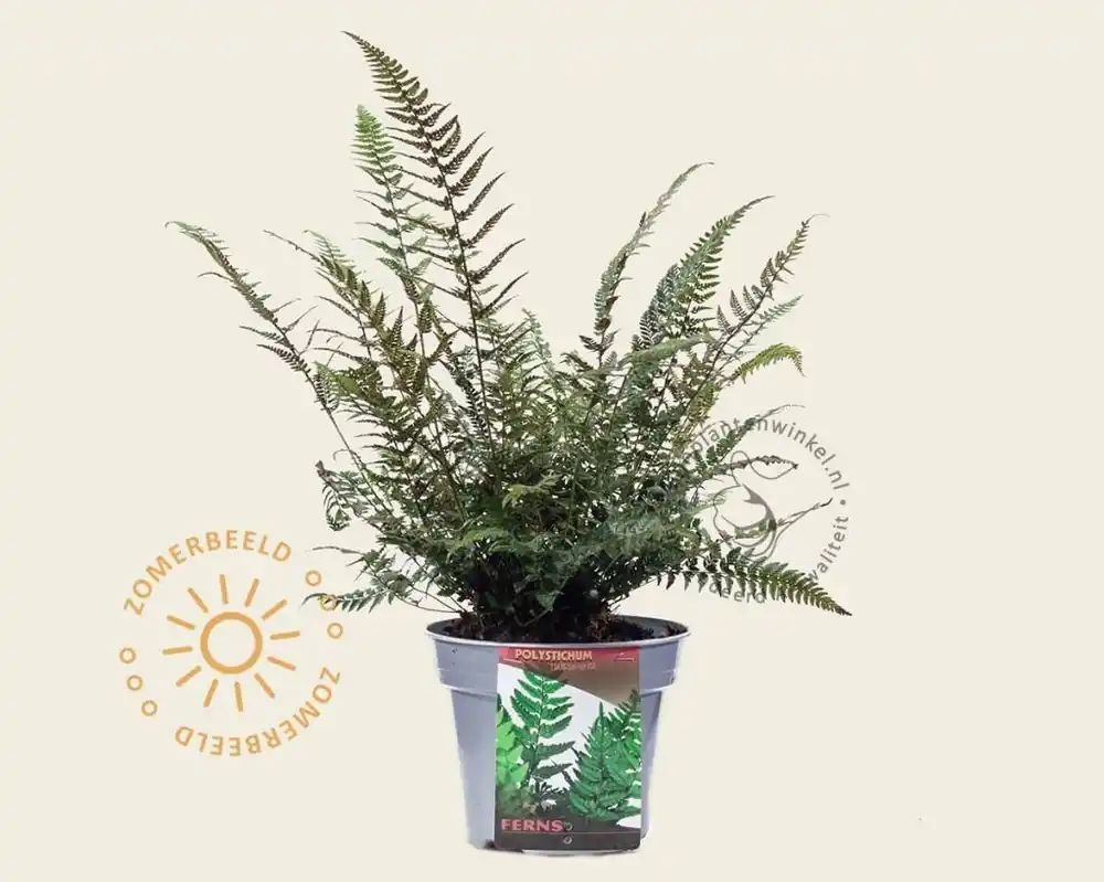 Polystichum tsus-simense - Bestel vandaag