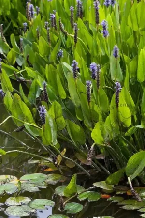 Zojuist toegevoegd | Pontederia cordata