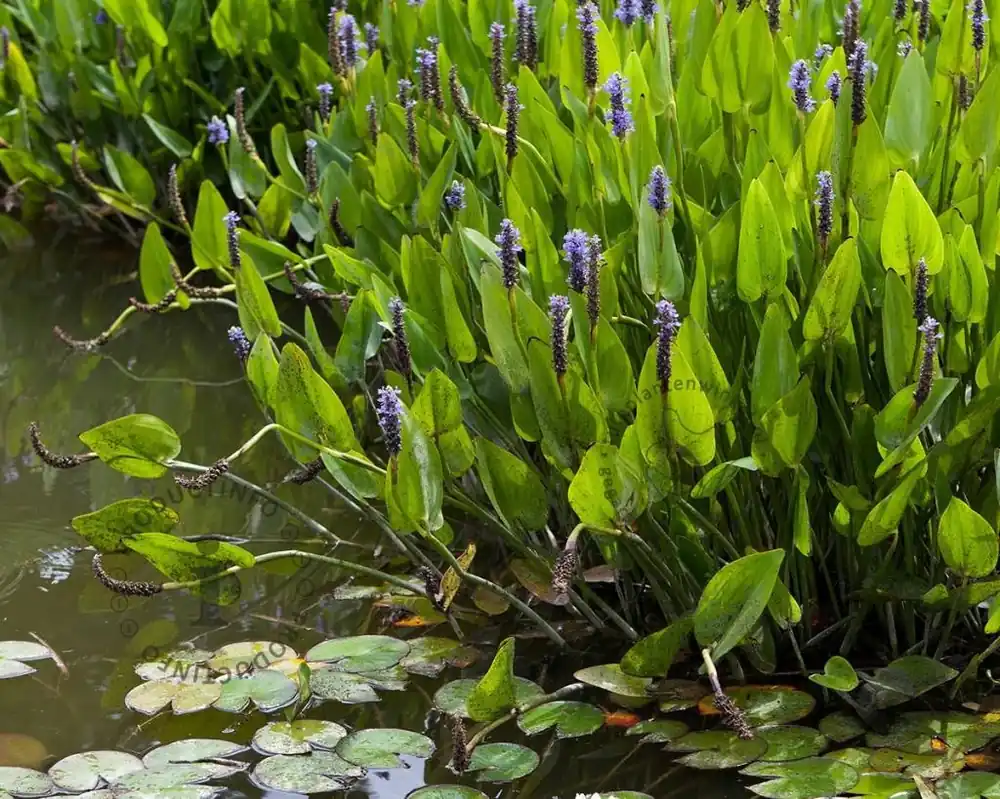 Zojuist toegevoegd | Pontederia cordata